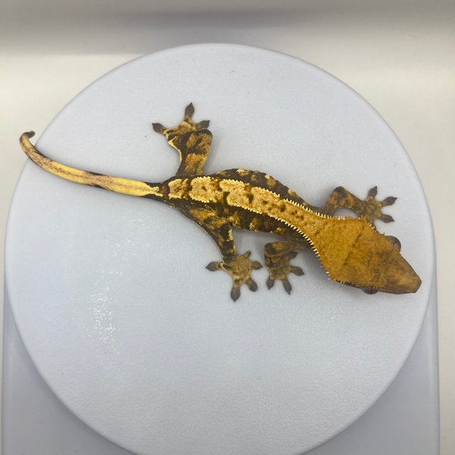 노멀 트라이 익스트림할리퀸