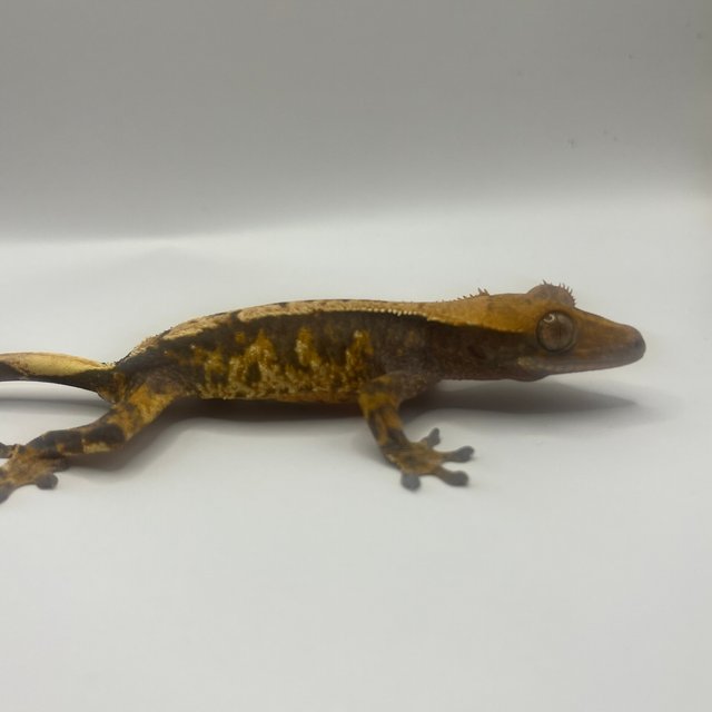 트라이 익스트림할리퀸