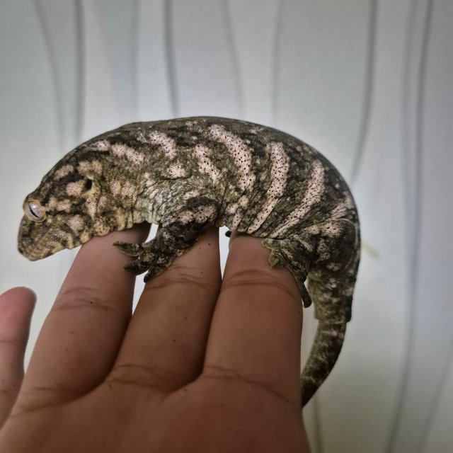 코기스 프리델 GT