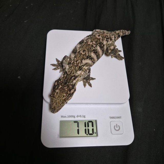 코기스 프리델 GT