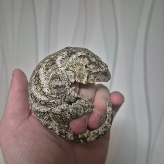 코기스 프리델 GT