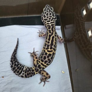 스노우 블랙나이트 인페르노