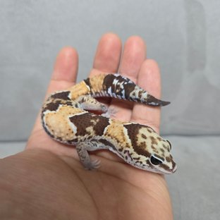 노멀 헷 고스트 헷 아멜라니스틱 헷 줄루 헷 패턴리스