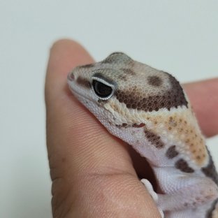 노멀 헷 카라멜 헷 줄루