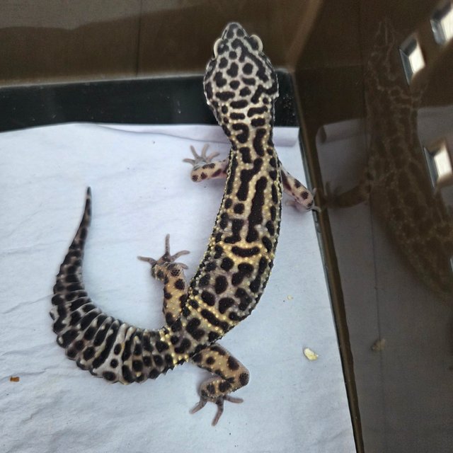 스노우 블랙나이트 인페르노