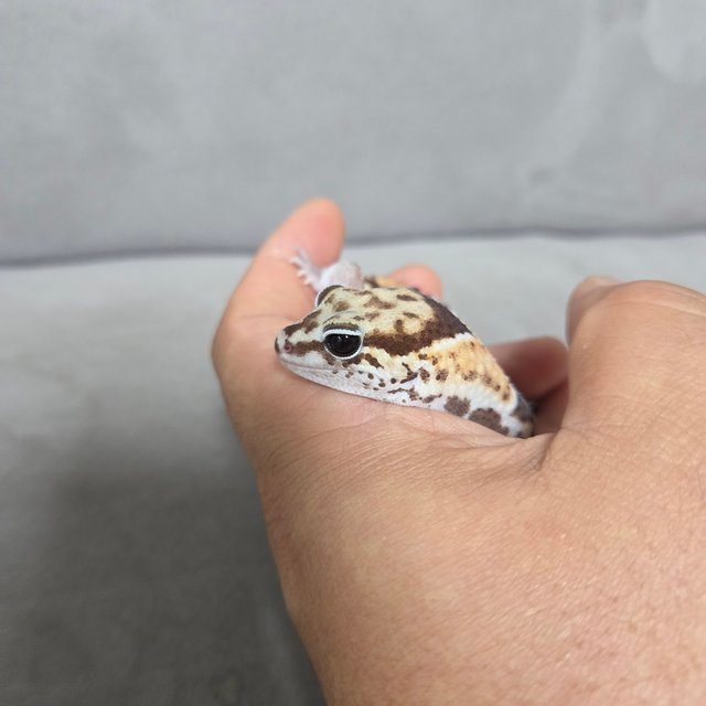 노멀 헷 고스트 헷 아멜라니스틱 헷 줄루 헷 패턴리스