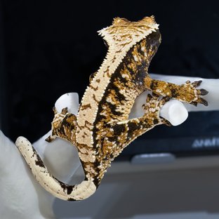 트라이 타이거 화이트스팟 노멀 익스트림할리퀸 화이트크라운