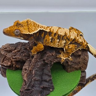 노멀 트라이 할리퀸 익스트림할리퀸 텐저린 화이트