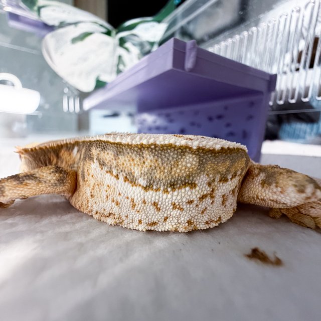 노멀 쿼드 풀핀 화이트핀 드리피