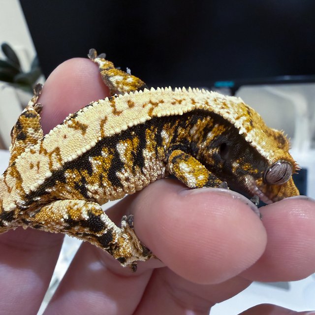 트라이 타이거 화이트스팟 노멀 익스트림할리퀸 화이트크라운