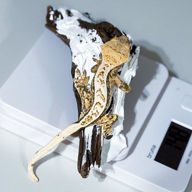 노멀 쿼드 풀핀 화이트핀 드리피