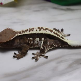 카푸치노