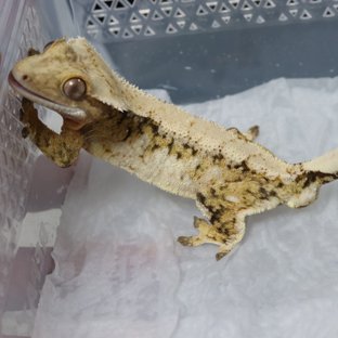 트라이 드리피 화이트스팟