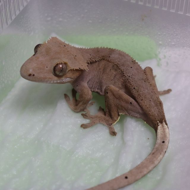 레드 달마시안