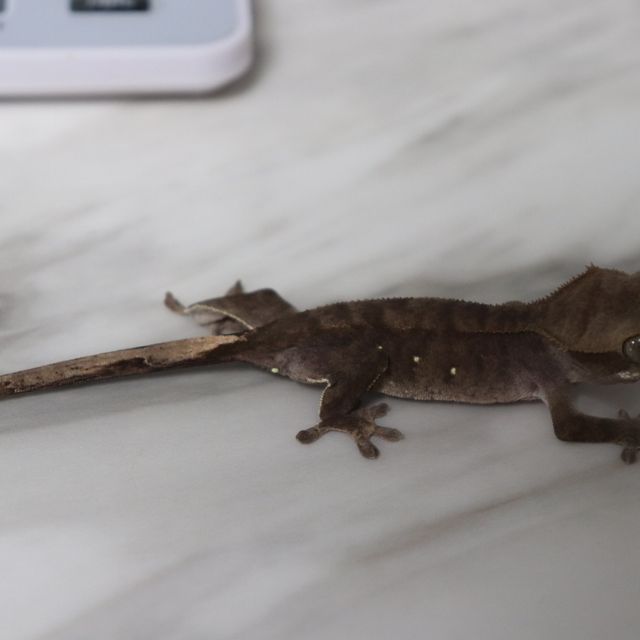 다크 챠콜 벅스킨