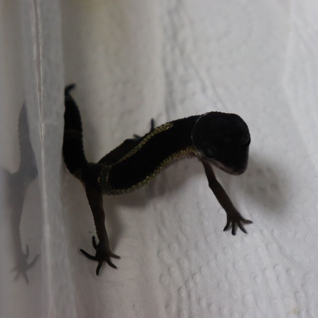 블랙나이트