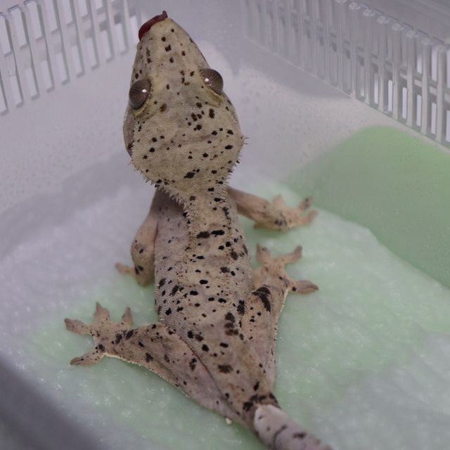 슈퍼달마시안