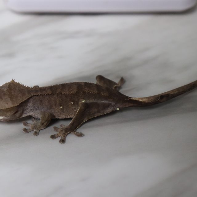 다크 챠콜 벅스킨