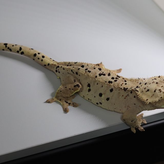 슈퍼달마시안