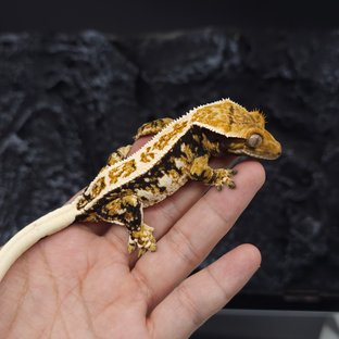 트라이 익스트림할리퀸