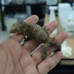 노멀