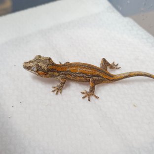 오렌지 스트라이프