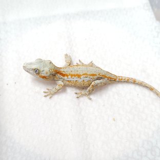 레드 스트라이프