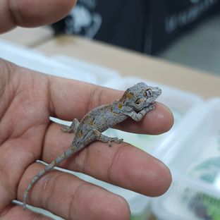 오렌지 스켈레톤