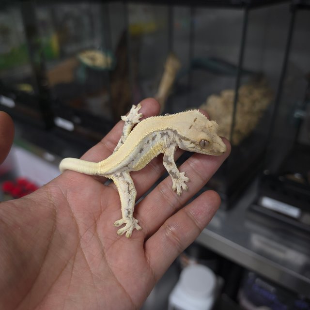 솔리드백 릴리화이트