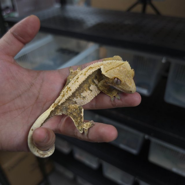 트라이 쿼드 핀스트라이프