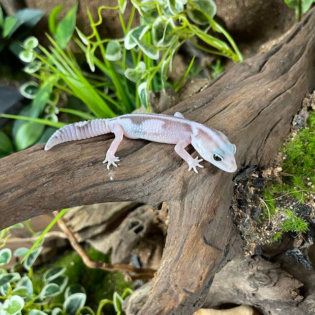 오레오 줄루