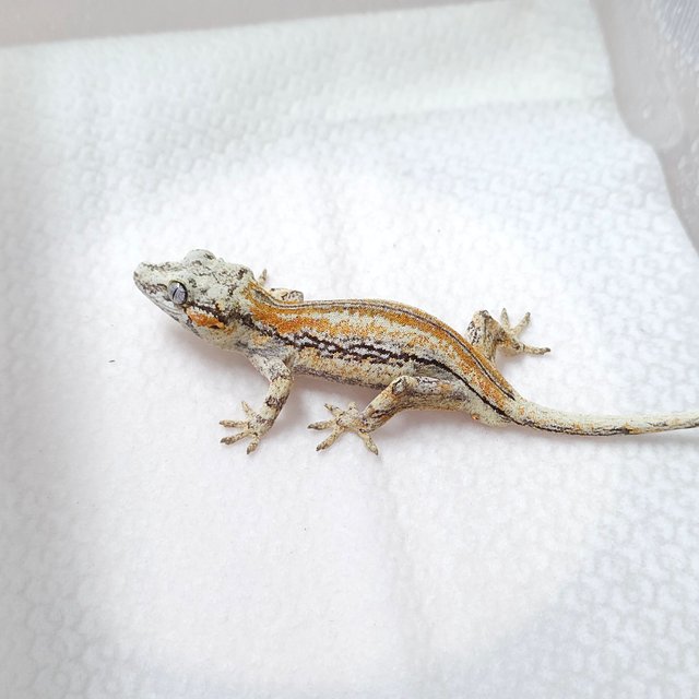 오렌지 스트라이프