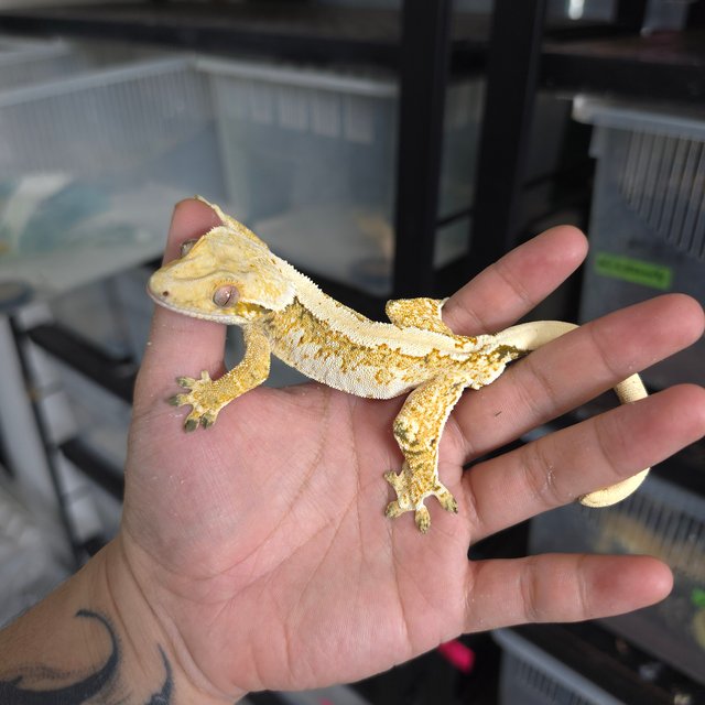 트라이 익스트림할리퀸