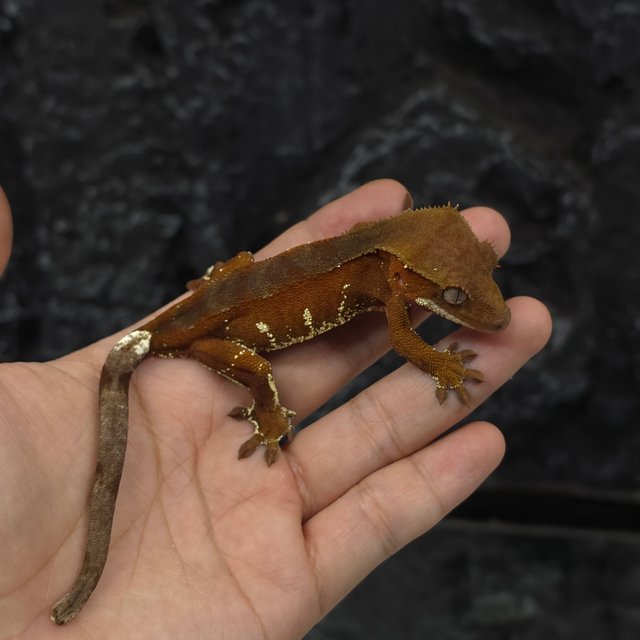 레드 바이 화이트포트홀