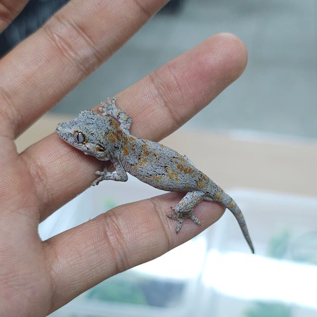 오렌지 스켈레톤