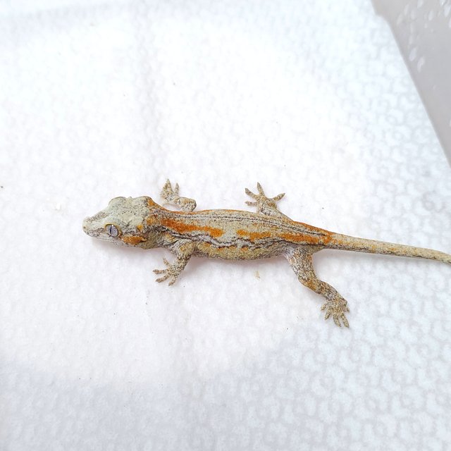 오렌지 스트라이프