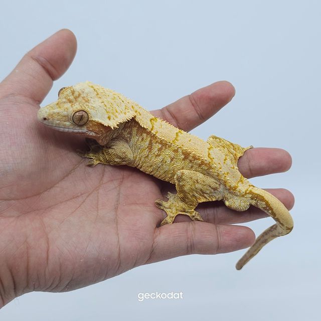 레드 트라이 익스트림할리퀸