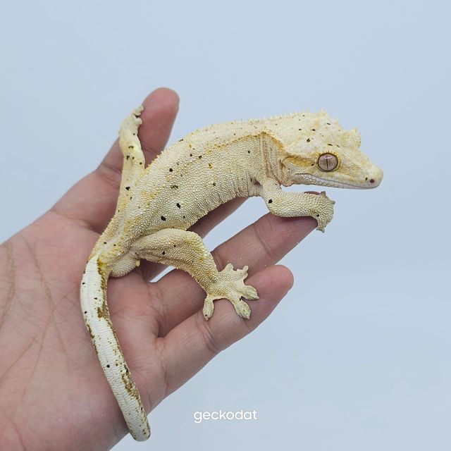 옐로우 달마시안
