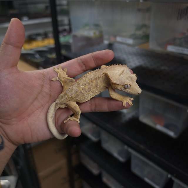 타이거 팬텀 릴리화이트