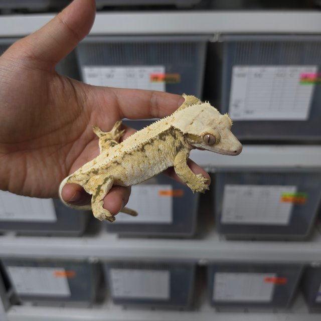 트라이 익스트림할리퀸