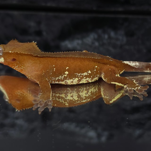 레드 바이 화이트포트홀