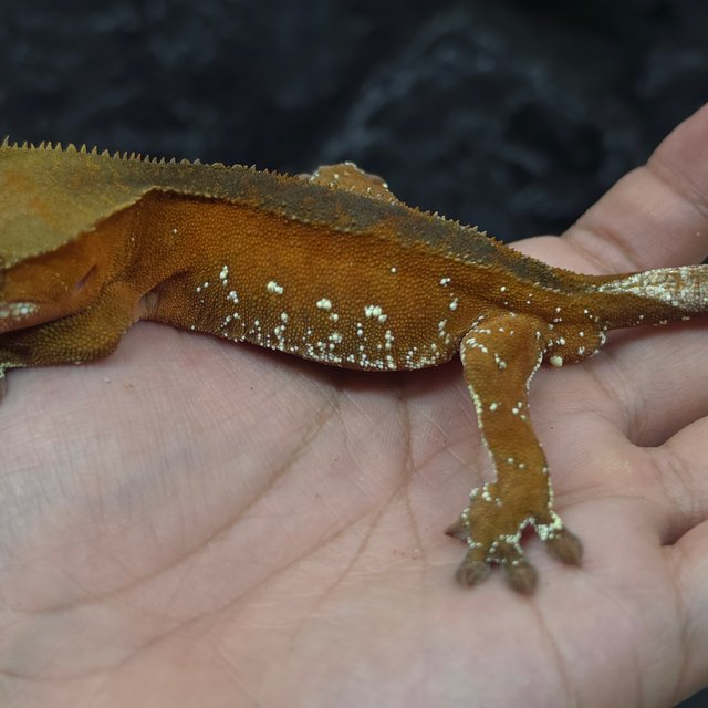 레드 바이 화이트포트홀