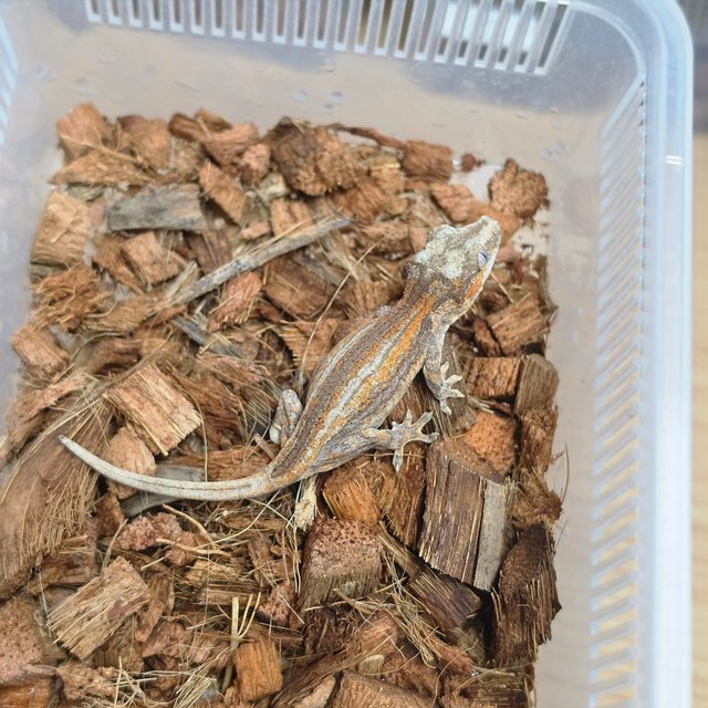 레드 오렌지 스트라이프