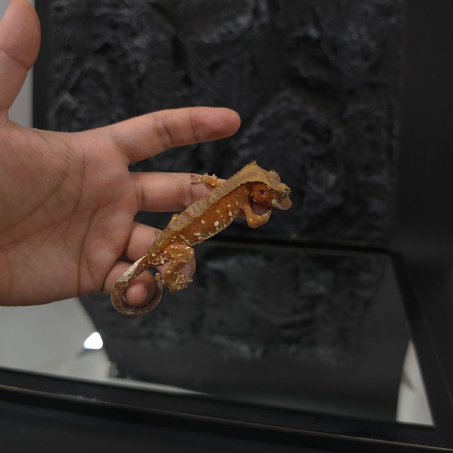 레드 바이 화이트포트홀