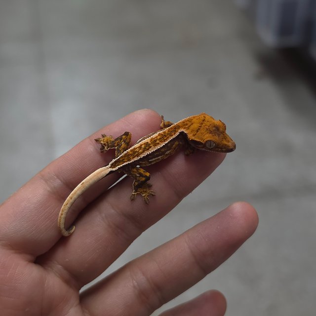 트라이 쿼드 풀핀