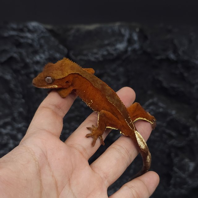 레드 바이 화이트포트홀