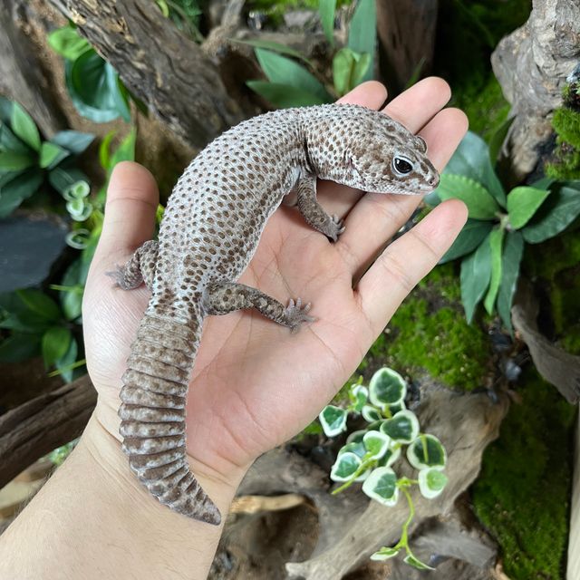 오레오 패턴리스
