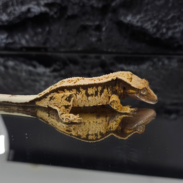 핀스트라이프 트라이