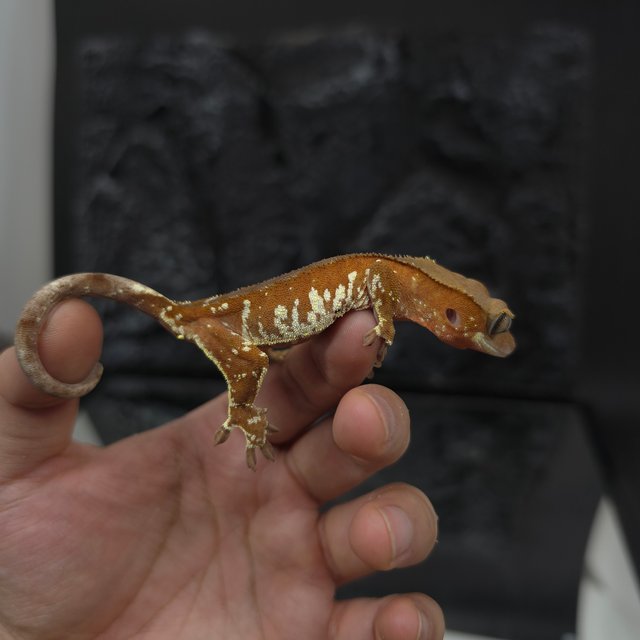 레드 바이 화이트포트홀