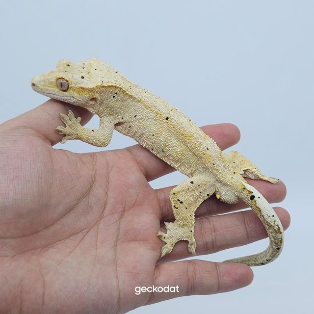 옐로우 달마시안